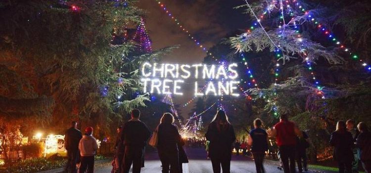 The Fresno Bee – Grab the family – Christmas Tree Lane about to open